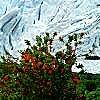 Alpenrosen