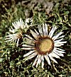 Silberdistel