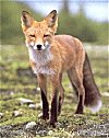 Fuchs