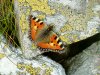 Schmetterling