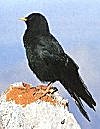 Alpendohle
