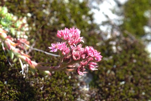 Alpenblume Hauswurz